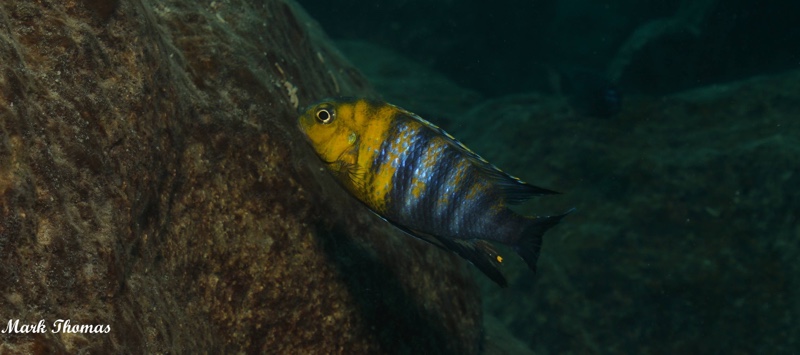 Tropheops sp. 'red cheek' Mitande Reef (Rocks)
